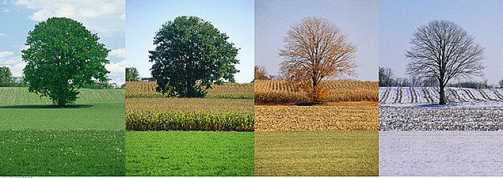 任天堂申请新“大金刚”商标 或暗示将有新作推出